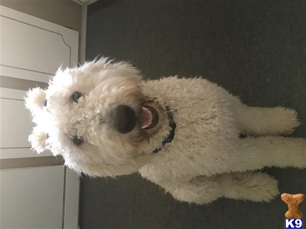 GDoodle Picture 2